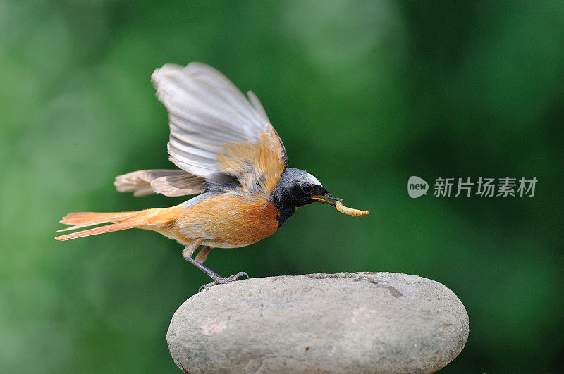 雄性红尾鸲,Phoenicurus Phoenicurus,